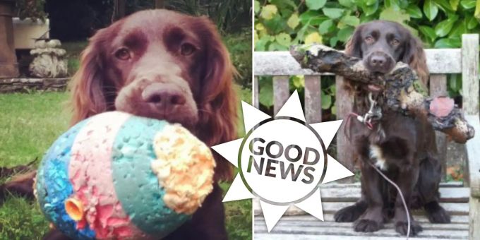 Good News - Hund kehrt nach acht Jahren zu Besitzern zurück