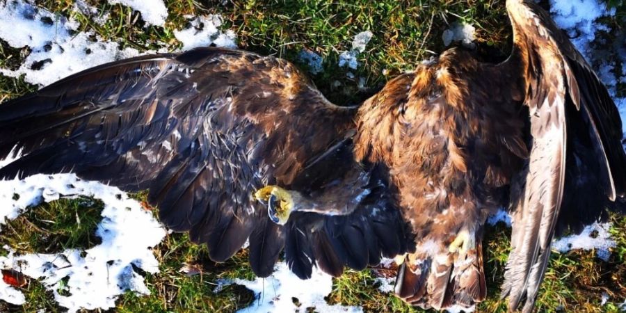 Die Tierschutzorganisation schlägt nach dem Tod eines Adlers am Chasseral Alarm.