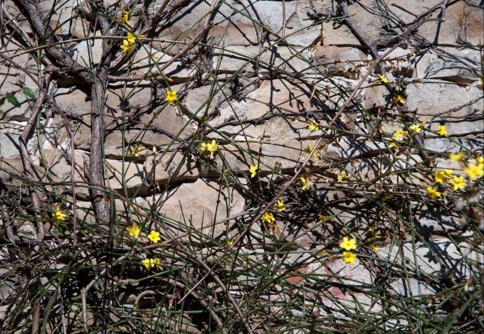 Der gelbe Winterjasmin lockt die Blauschwarze Holzbiene an. Winterjasmin kahl Blüten gelb