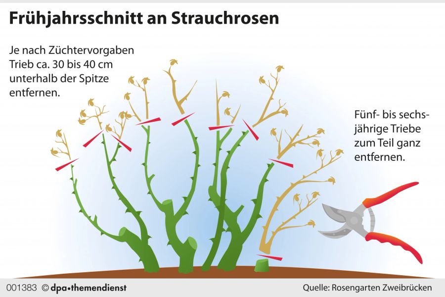 Grafik Rosenstrauch SChnitt