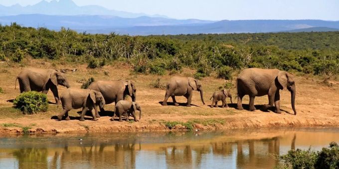 Die Tierwelt Afrikas ist bedroht. Elefanten