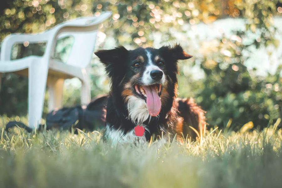 Hund auf Wiese