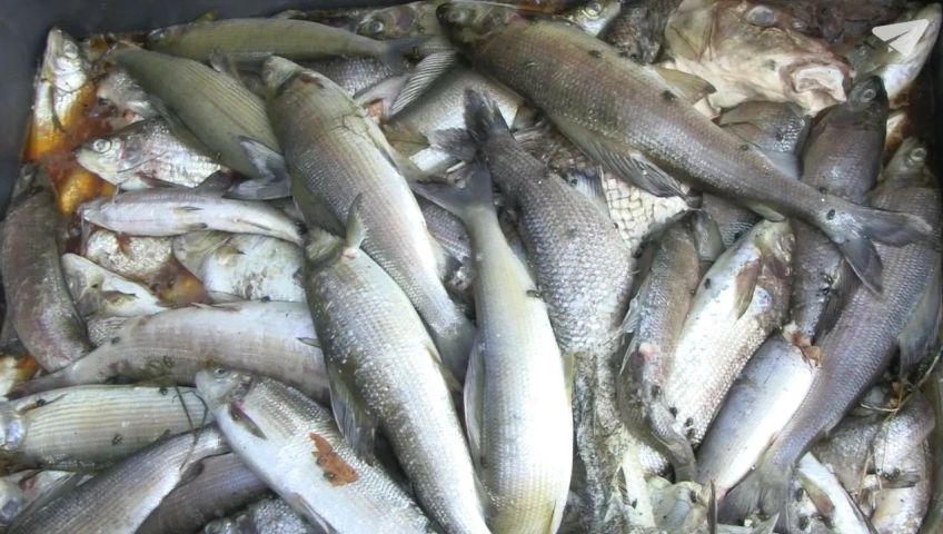 zh-fische-wasem