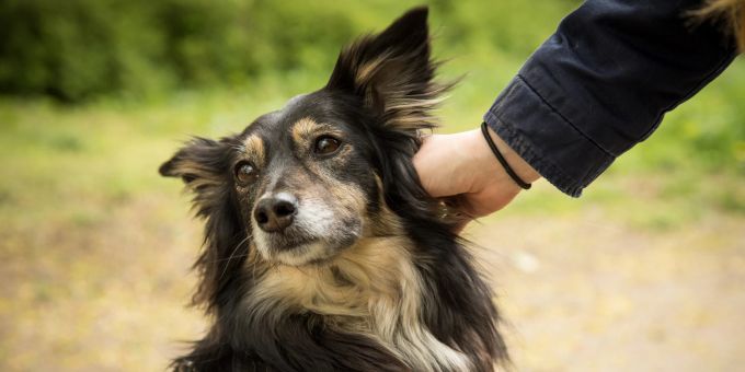 Ohne den Besitzer zu fragen, sollte man nicht einfach einen Hund streicheln. Hund Collie Fell streicheln Mensch