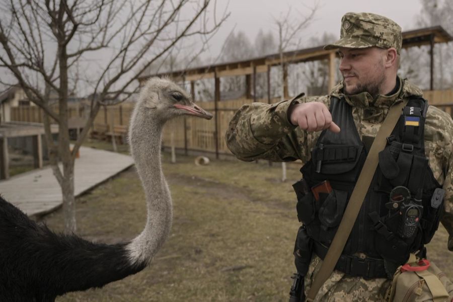 Ein ukrainischer Soldat versucht, in einem schwer beschädigten Privatzoo nicht von einem Straus gebissen zu werden, während Soldaten und Freiwillige versuchen, die überlebenden Tiere in Sich