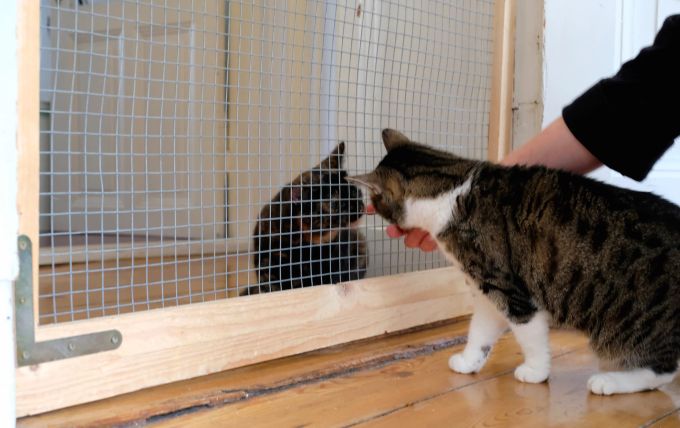 Lass mal schnuppern! Die erste Begegnung der Katzen sollte unter Aufsicht stattfinden. Zwei Katzen durch Gitter getrennt