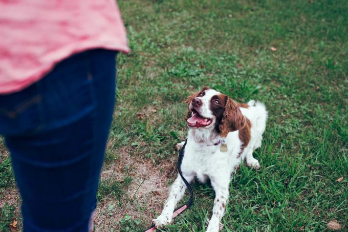 Es gibt verschiedene Methoden zur Hundeerziehung. Hund auf Wiese
