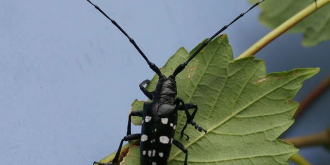 Asiatischen Laubholzbockkäfer