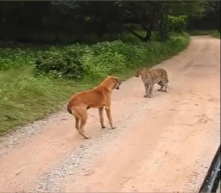 Doch trotz des gefährlichen Gegners hat dieser Hund keine Furcht gezeigt.