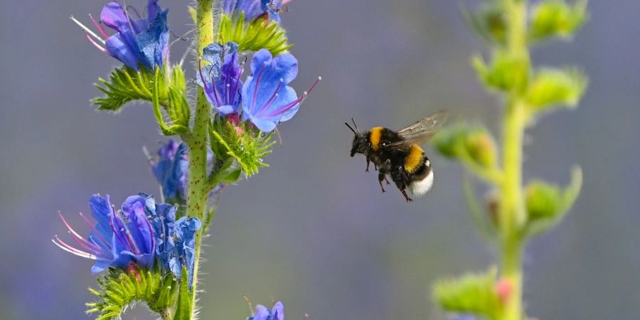Eine Hummel ist im Anflug auf einen blühenden Gewöhnlichen Natternkopf (Echium vulgare). Anfang März erwachen die meisten Hummeln aus dem Winterschlaf.
