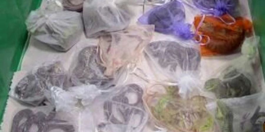 Die in Plastiktüten verpackten Reptilien