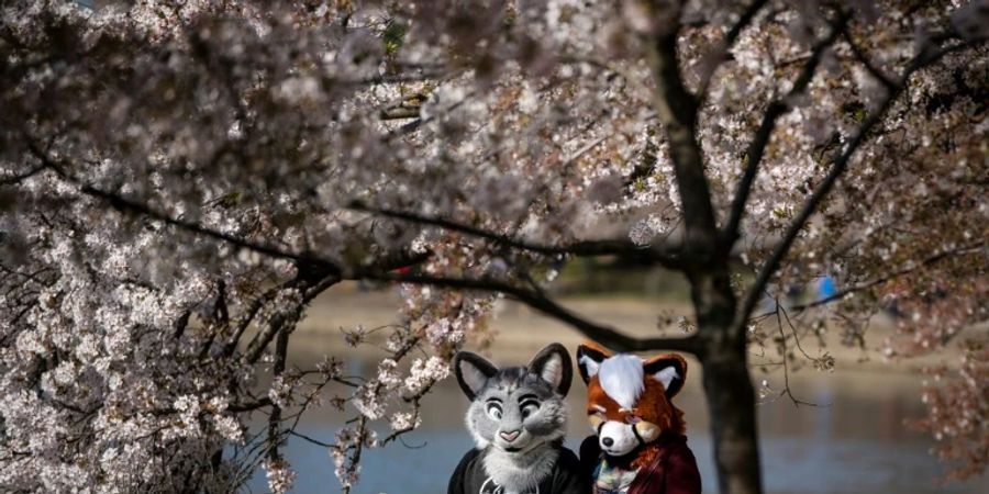 Echte «Furries» in den USA