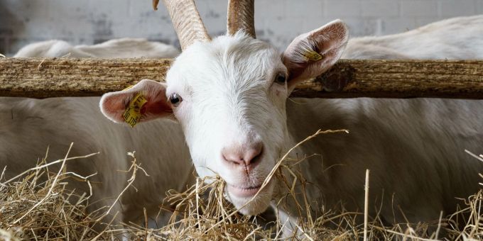 Eine Ziege bedient sich am Heu-Büffet in ihrem Stall im schleswig-holsteinischen Sörup. Wegen des Ukraine-Kriegs sind die Kosten für Futter, Energie und Dünger extrem gestiegen. Eine Ziege bedient sich am Heu-Büffet in ihrem Stall im schleswig-holsteinischen Sörup. Wegen des Ukraine-Kriegs sind die Kosten für Futter, Energie und Dünger extrem gestiegen.