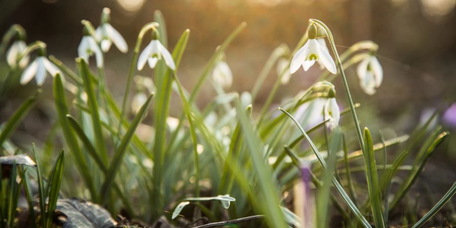 Schneeglöckchen Erde Sonnenstrahlen