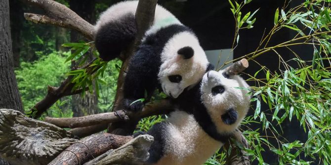 Japan Twin Pandas