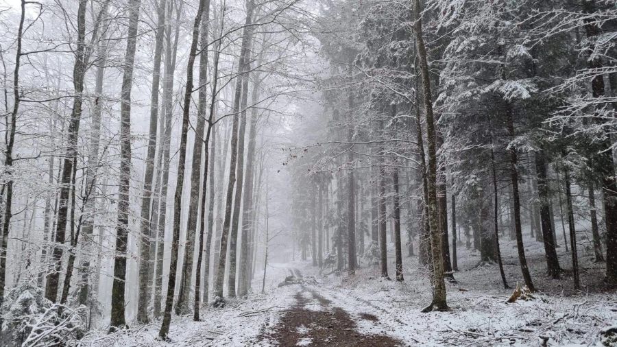 Der Schnee bei Schwarzenburg BE (792 m.ü. M.).