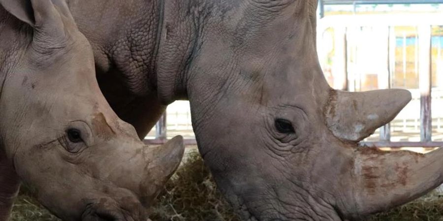 Nashornkuh Marcita mit Sohn Tayo (v) Anfang Februar m Zoopark Erfurt. Beide Tiere sind gestorben. Foto: ---/Thüringer Zoopark Erfurt/dpa