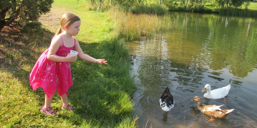 Mädchen füttert Enten