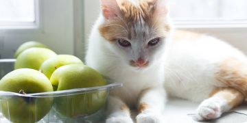 Katze neben einer Schale mit Äpfeln