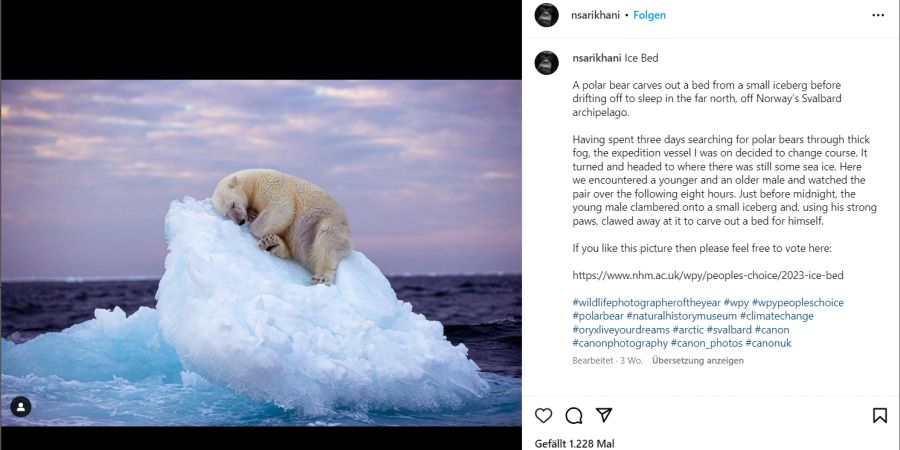 eisbär
