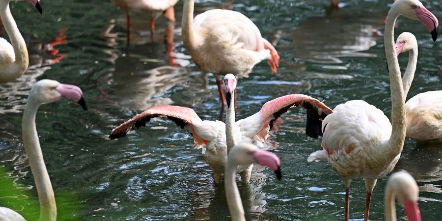 Im Berliner Zoo gibt es einige Flamingos - der älteste von ihnen, Ingo, ist nun gestorben.