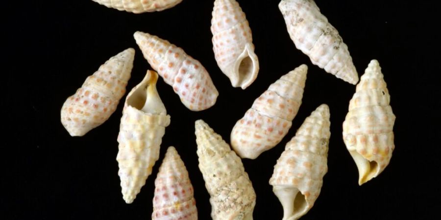 Die fossile Schnecken der Gattung Pithocerithium mit 12 Millionen Jahre alten rötlichen Pigmenten.
