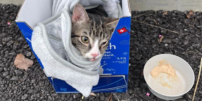 Ausgesetzter Kater