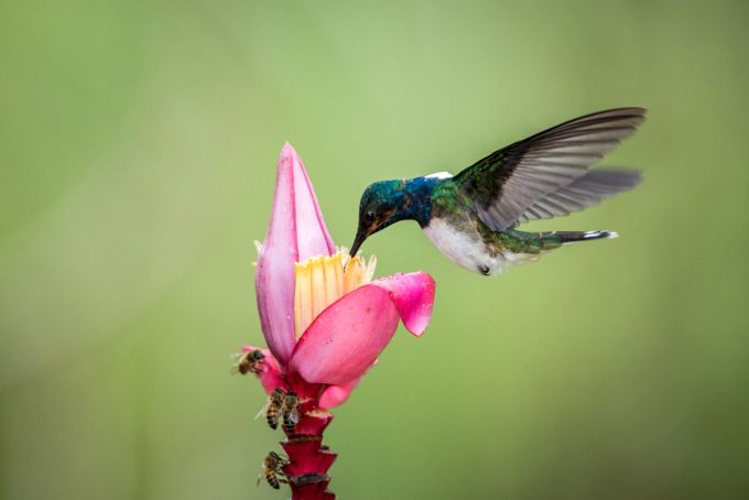 Bunte Kolibris und exotische Blumen: ein garantiertes Two-in-one in Kolumbien. Kolibri Murapo Blüte pink