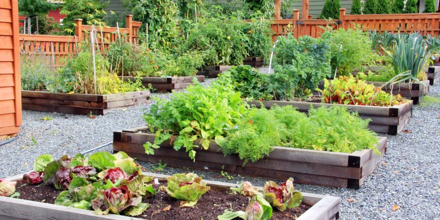 Gemüsegarten mit verschiedenen Sorten