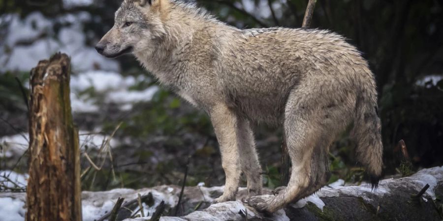 Ausser Gefahr - ein Wolf in einem Tierpark. (Symbobild)