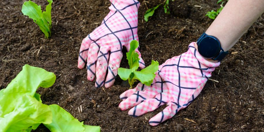 Hände in Handschuhen pflanzen Salat