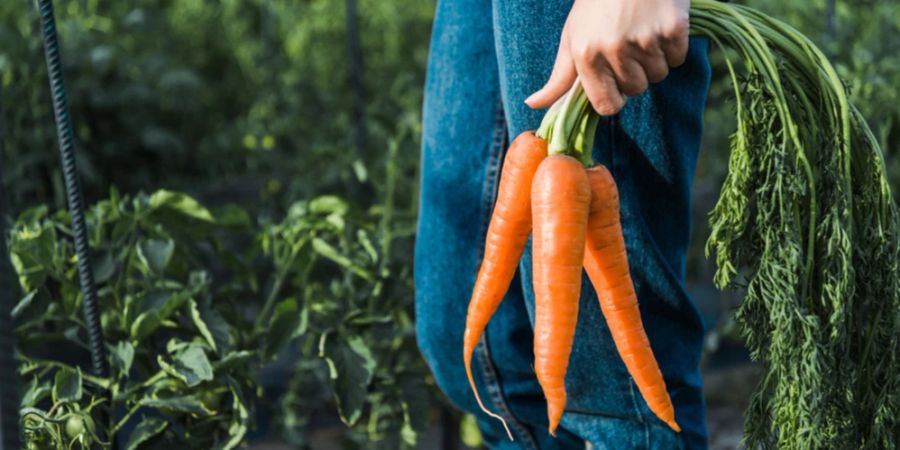 In der westlichen Ernährung sind Karotten eine wichtige Quelle für Nahrungskarotine und leisten einen wertvollen Beitrag zur Deckung unseres Vitamin-A-Bedarfs.