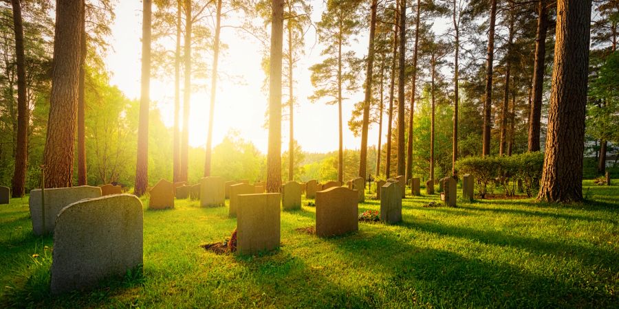 Grabsteine Bäume Friedhof Sonne
