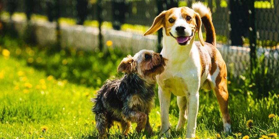Der Geruch, der aus den Analdrüsen ausgeschieden wird, hilft Hunden bei der Kommunikation unter Artgenossen.