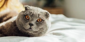 Katze im Bett