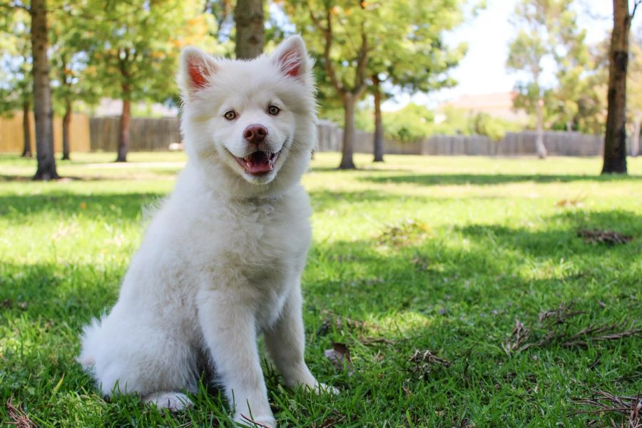 Sie betont aber auch, dass nicht der Hund schuld ist – sondern der Mensch: «Die Hunde können nichts dafür, wenn sie einen ‹Idioten-Besitzer› haben.» (Symbolbild)