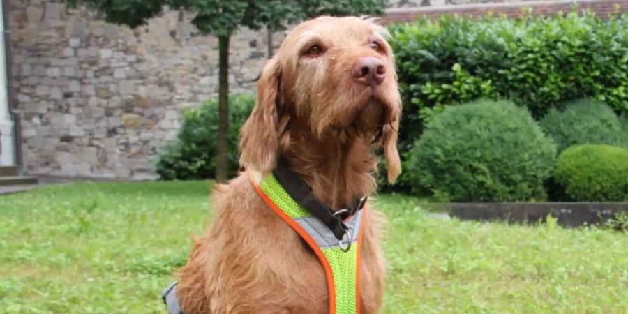 Einmal mehr hat sich der Riecher von Polizeihund Lupo bewährt.