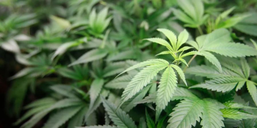 Eine Cannabis-Pflanze.