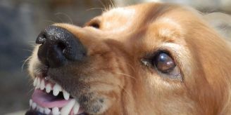Kanton Bern - Angestellte nimmt Hund ins Büro – der beisst zu! Kanton Bern - Angestellte nimmt Hund ins Büro – der beisst zu!