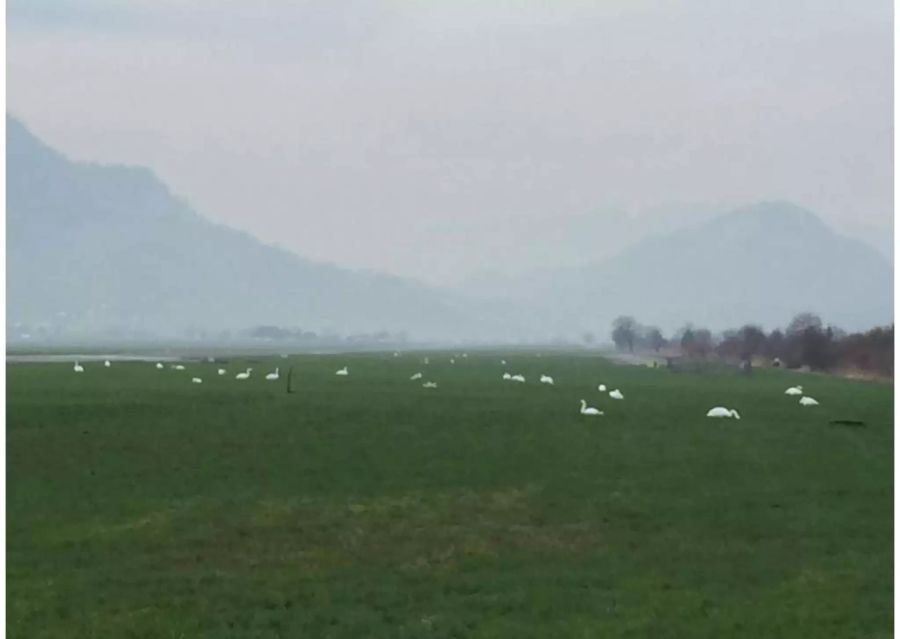 Eine grosse Schwanengruppe besetzt die Wiese beim Flugplatz Buochs NW.