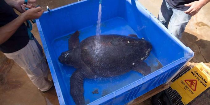 Vor der Küste El Salvadors verendeten Hunderte Schildkröten (Symbolbild). Vor der Küste El Salvadors verendeten Hunderte Schildkröten (Symbolbild).