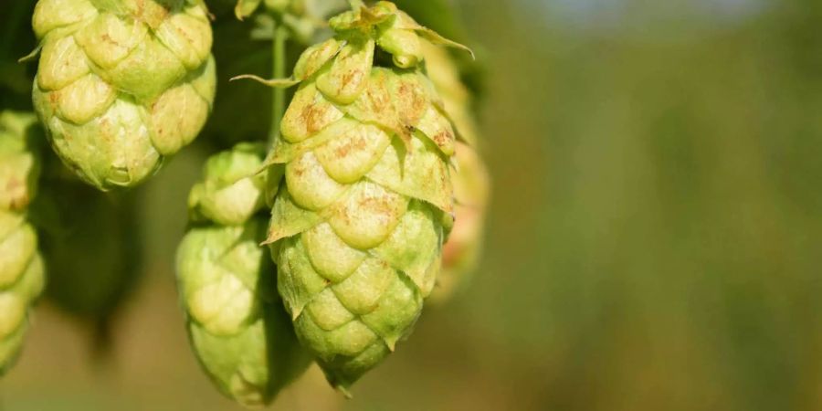 Hopfen