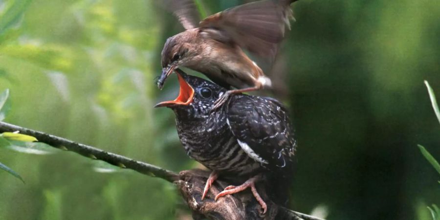 Als einziger Schweizer Brutvogel ist der Kuckuck ein Brutschmarotzer und überlässt die Aufzucht der Jungen kleineren Singvögeln. Damit sie seine Eier und Jungen akzeptieren, haben sich zahlreiche raffinierte Anpassungen entwickelt.