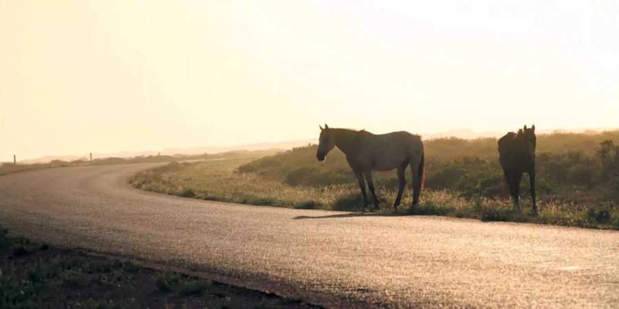 Die australischen Wildpferde, «Brumbies», sind ihrem Tod entkommen. Jetzt werden sie unter Schutz gestellt und umgesiedelt.