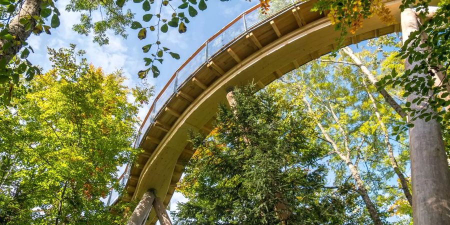 Der Holzsteg befindet sich 16 Meter über Boden.