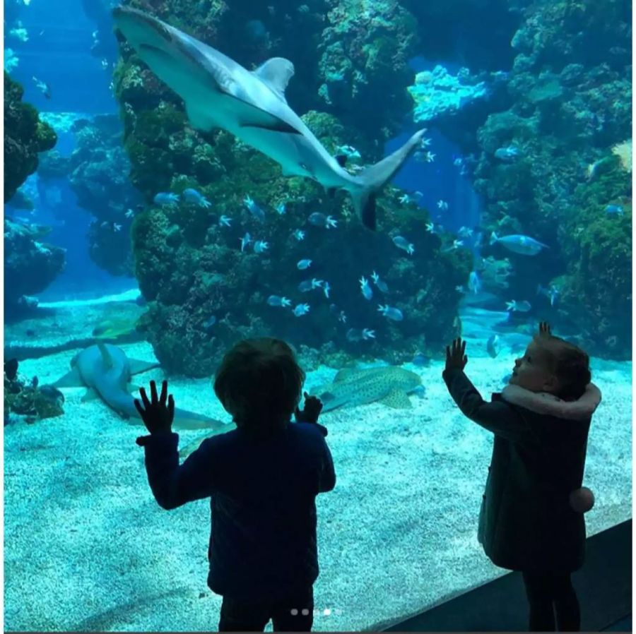 Grosse Kinderaugen im Aquarium: Auch Royals staunen.