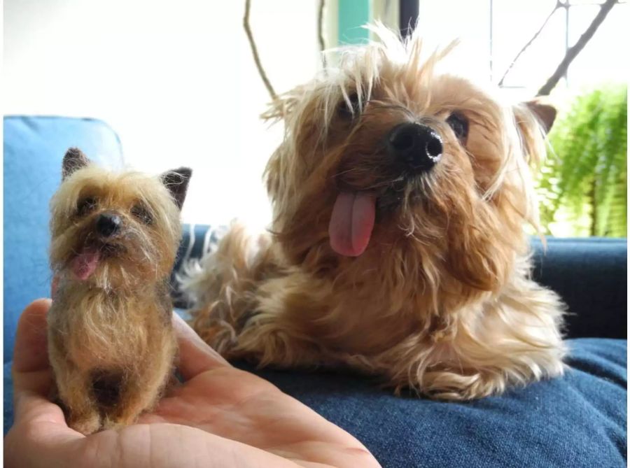 Der Yorkshire Terrier Cocoa von Designerin Linda Facci sitzt in Faccis Wohnung neben einem Miniatur-Hund.