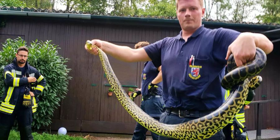 Ein Reptilenexperte der Düsseldorfer Feuerwehr hält eine gefangene Würgeschlange in den Händen.