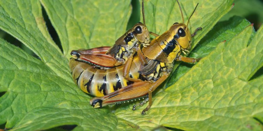 Wichtige Insekten: Die gewöhnliche Gebirgsschrecke ...