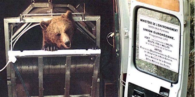 Die slowenische Braunbärin «Melba» wurde 1996 in den Pyrenäen freigelassen. Bären Pyrenäen
